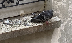 Cleaner Service - Nettoyage de fientes de pigeons 