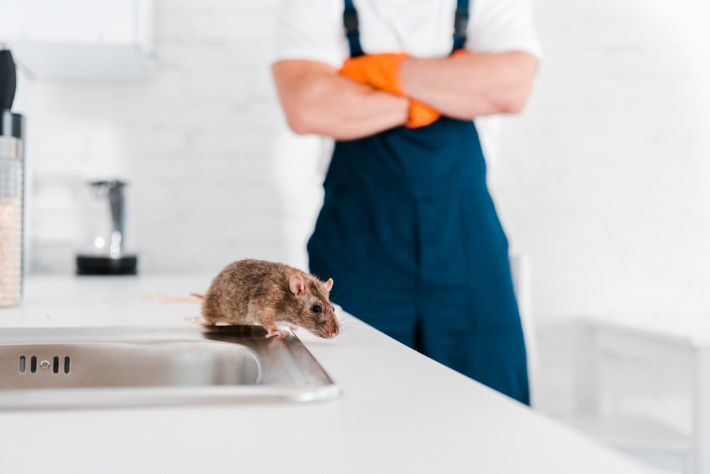 À Marseille, les infestations de rats et de souris